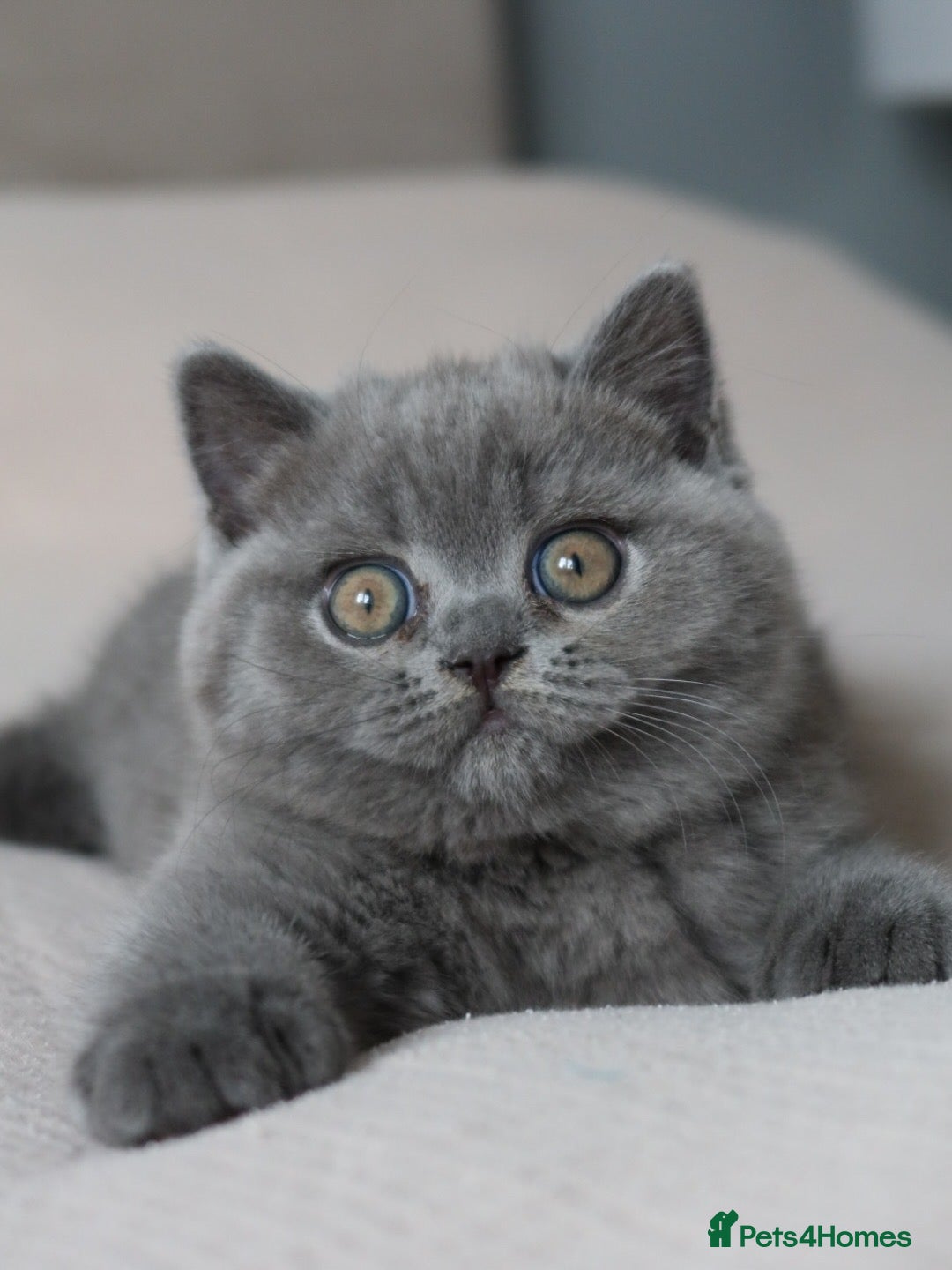 British Shorthair cats for sale: Stunning British shorthair available last girl  - Image 5