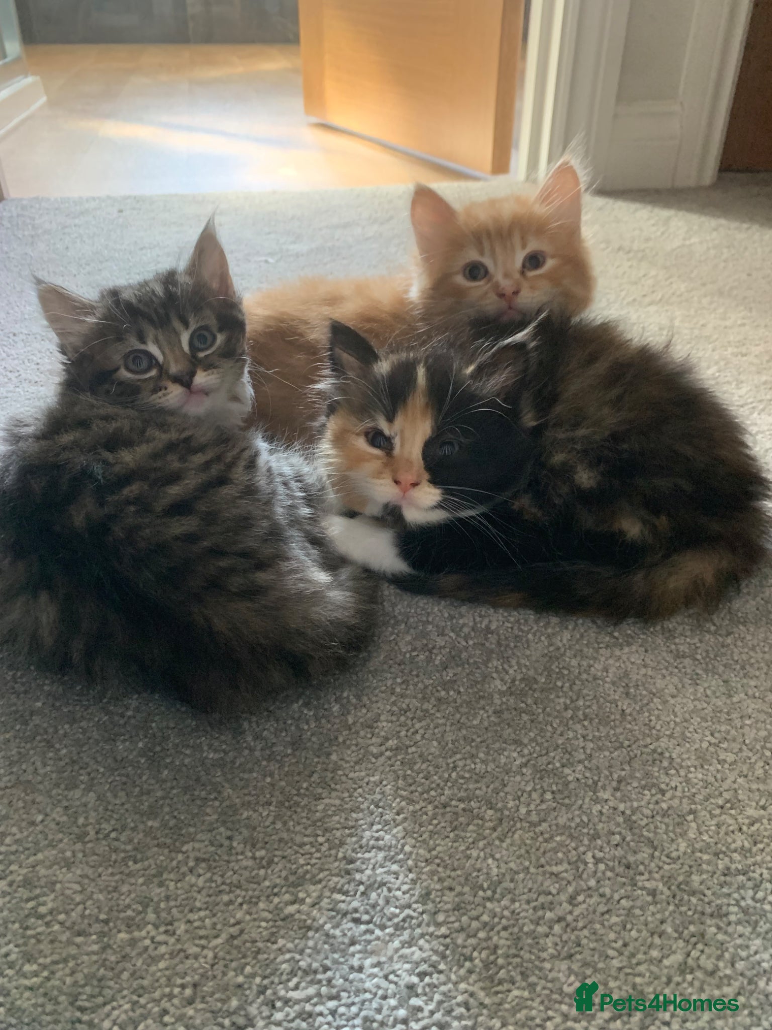 Mixed Breed cats Maine coon x - Advert 8