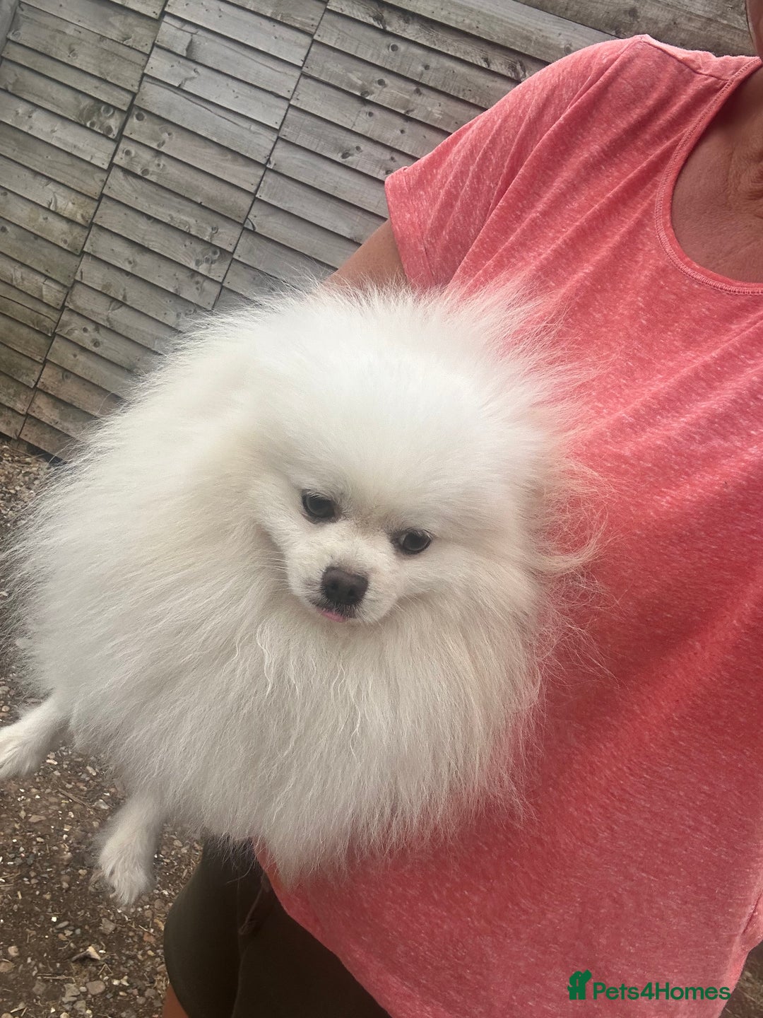 Pomeranian dogs for sale: Pom male kc reg £600 - Image 4