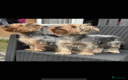 Yorkshire Terrier dogs for sale: 6 adorable puppies  - Image 2