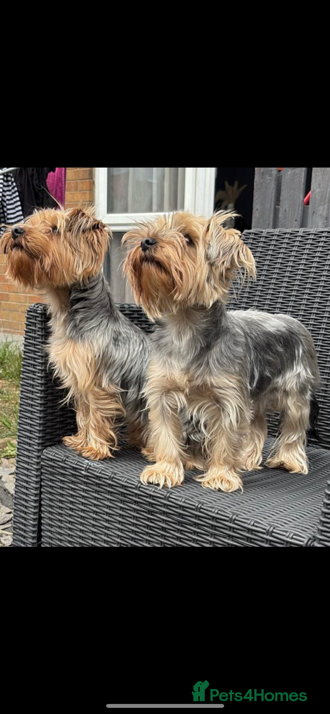 Yorkshire Terrier dogs for sale: 6 adorable puppies  - Image 2