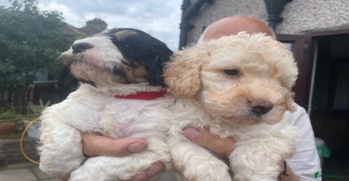 Cockapoo dogs - Advert 4