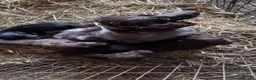 Sprocker dogs for sale: Stunning sprocker spaniel puppies  in Sheffield - Advert 4