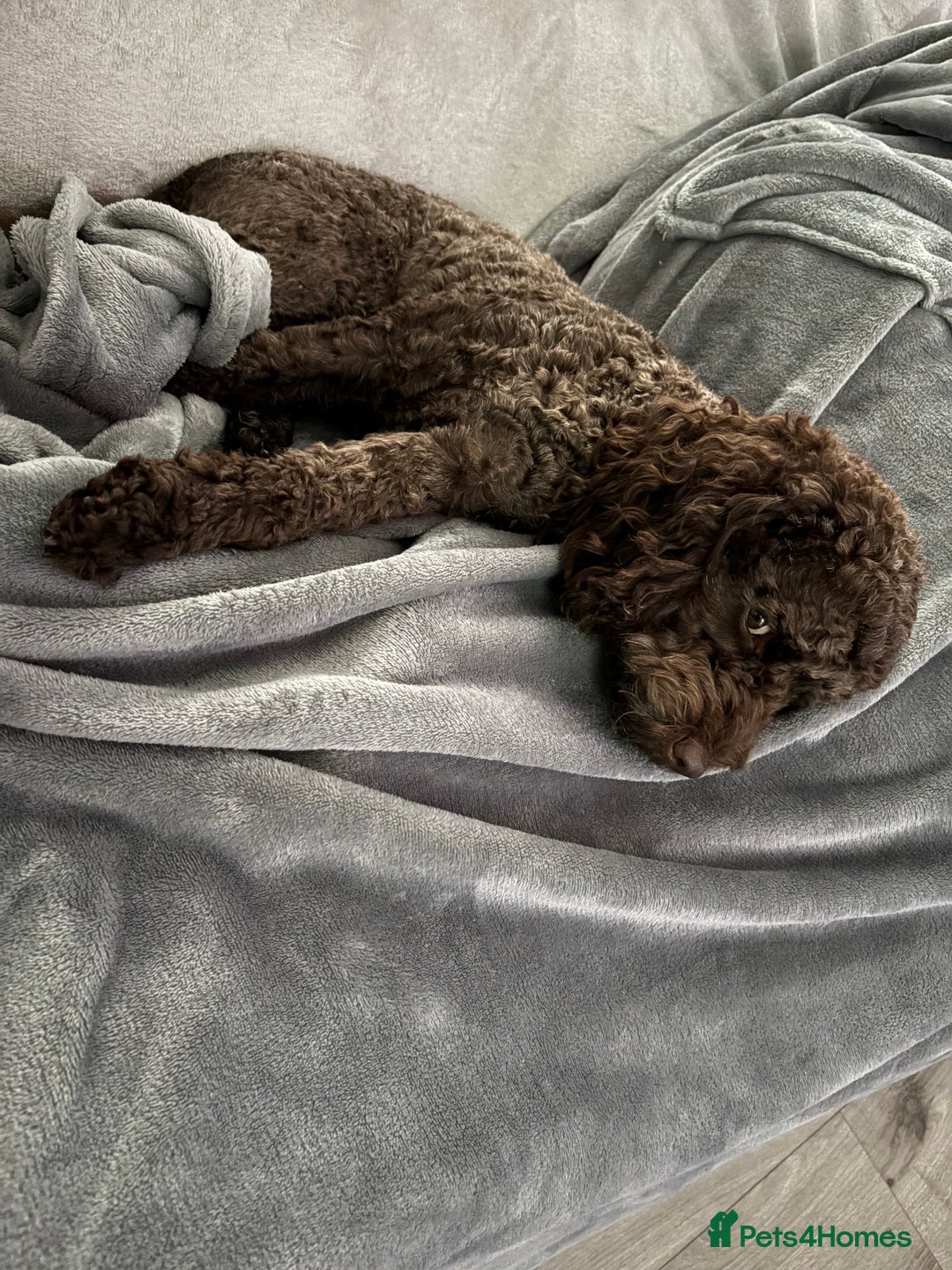 Mixed Breed dogs for sale: Female cockapoo  - Advert 2