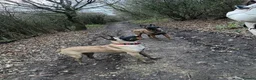 Belgian Shepherd Dog dogs for sale: Belgian Malinois pups  - Advert 5
