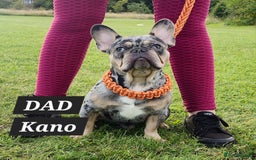French Bulldog dogs for sale: KC unique french bulldogs - Image 8