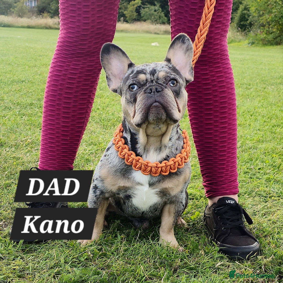 French Bulldog dogs for sale: KC unique french bulldogs - Image 8