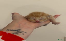 Domestic Shorthair cats for sale: Kittens looking for forever home.  - Image 13