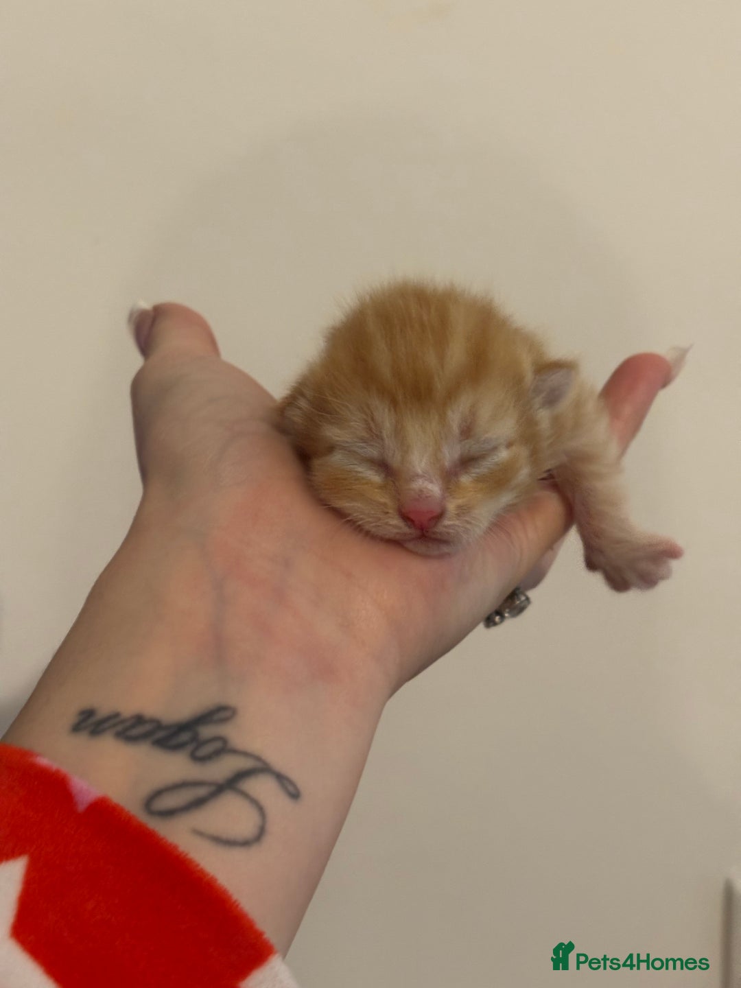 Domestic Shorthair cats for sale: Kittens looking for forever home.  - Image 13