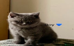 British Shorthair cats for sale: British Blue Kittens - Image 18