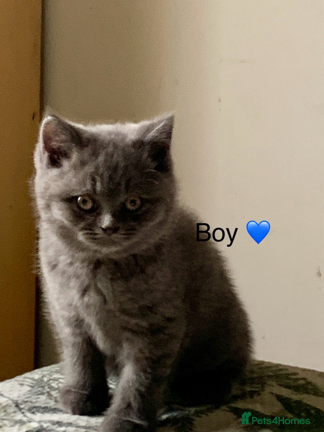 British Shorthair cats for sale: British Blue Kittens - Image 18