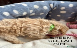 Cavachon dogs for sale: Super friendly, Litter trained Cavapoochon’s - Image 7