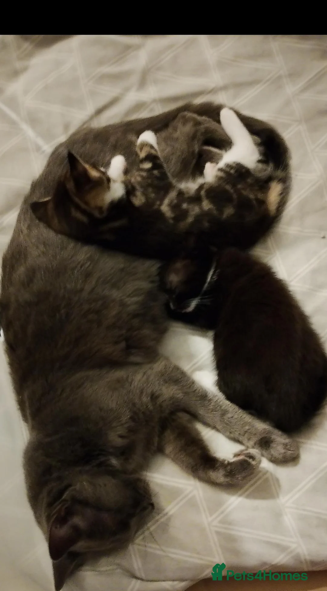 Mixed Breed cats for sale: Mr tuxedo  - Advert 1