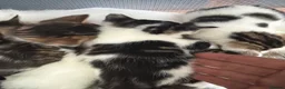 Mixed Breed cats for sale: Kittens  - Advert 3