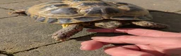 Tortoise reptiles for sale: Horsefield tortoises - Advert 3
