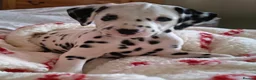 Dalmatian dogs for sale: Ready now - fully vaccinated, Champion bred - Advert 23