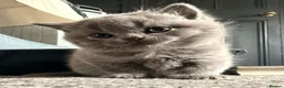 British Shorthair cats for sale: Little Family  in Enfield - Advert 6