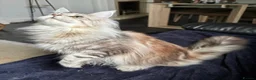 Maine Coon cats for sale: 1 Year Old Stunning Active Maine Coon Girl 🩷 - Advert 7