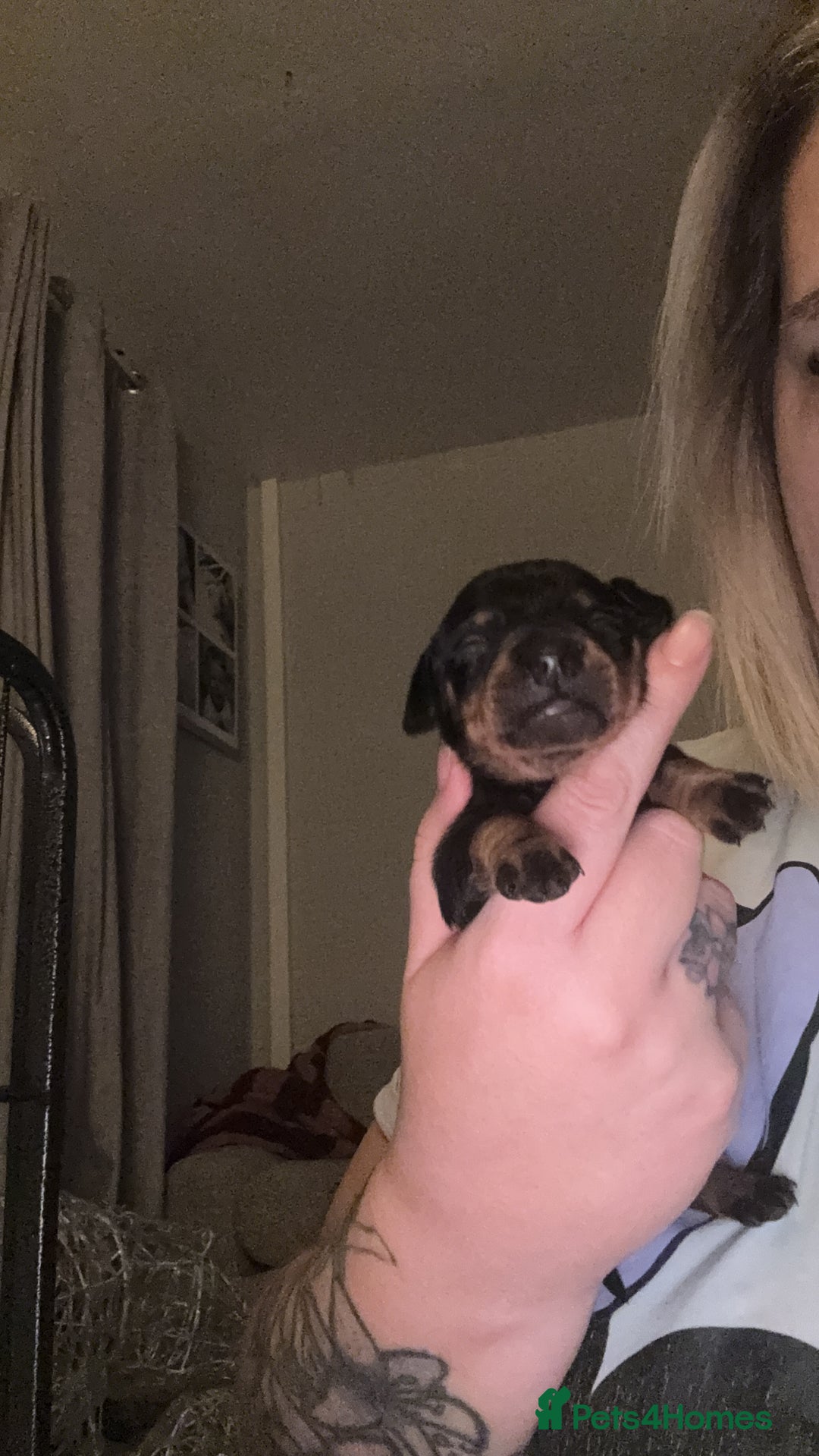 Dachshund dogs for sale: Dachshund for sale  - Advert 7
