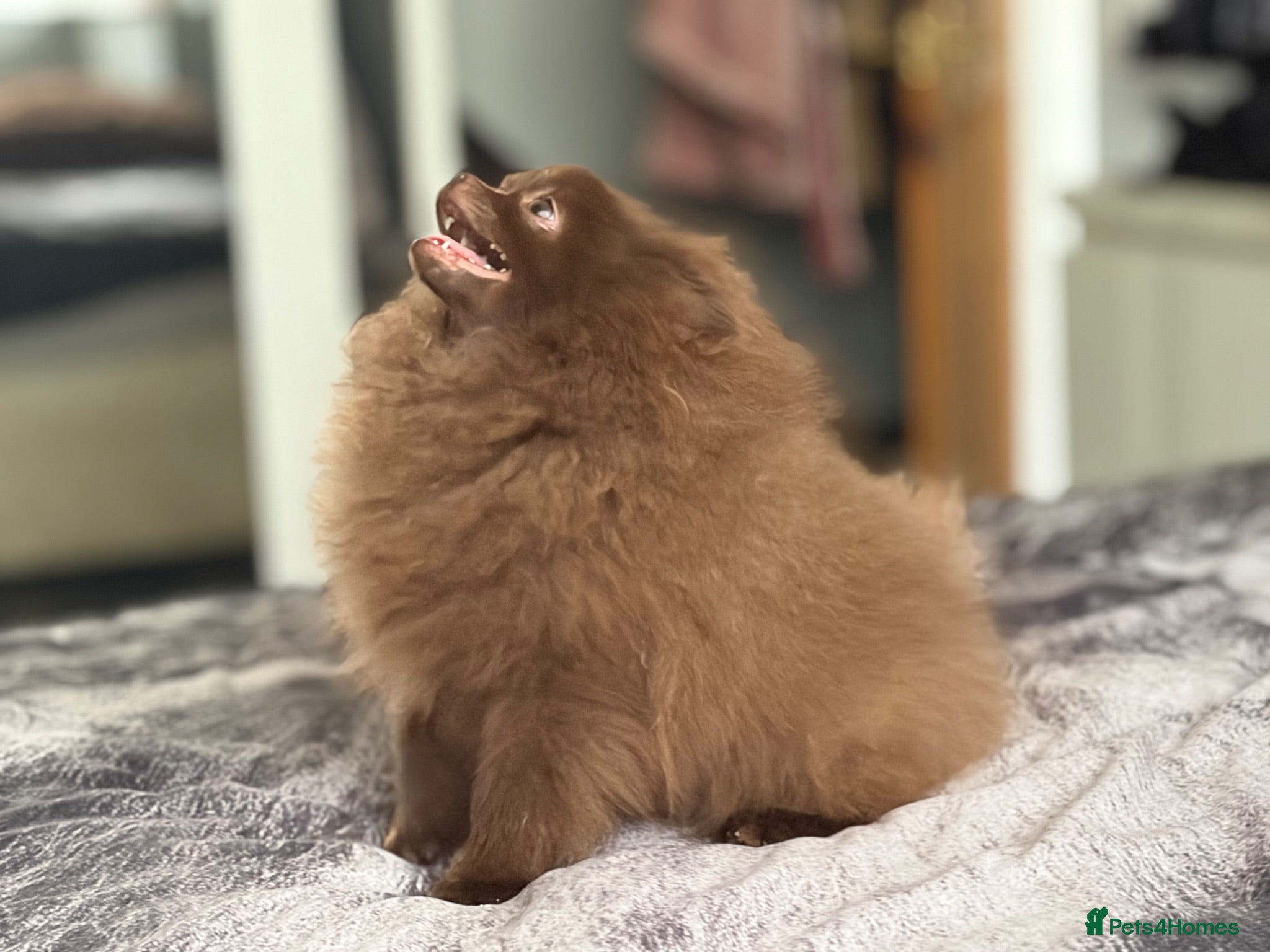 Pomeranian dogs Amazing Poms teddy bear boy - reduced price  - Advert 1