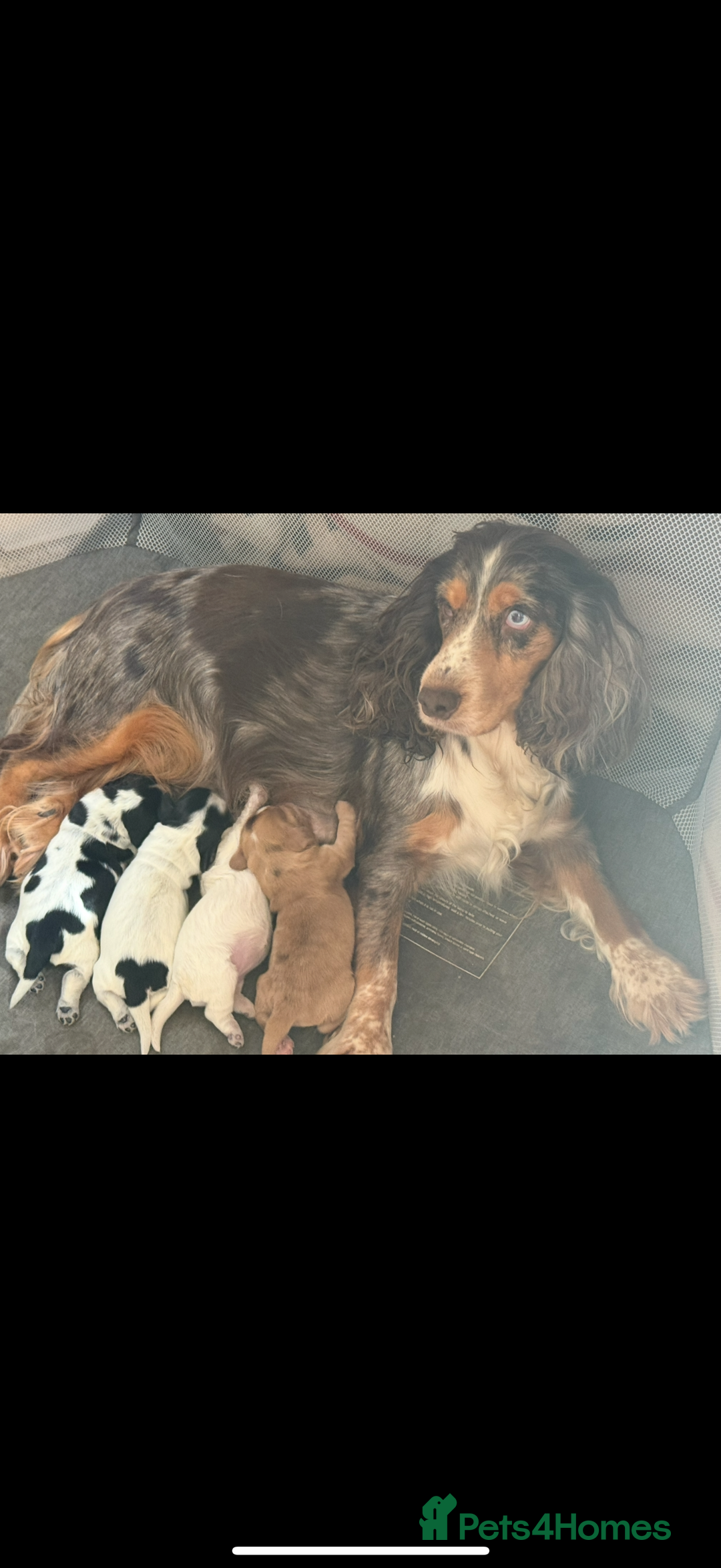 Cocker Spaniel dogs for sale: F1 , 3 pups left  - Image 10