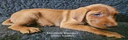 Labrador Retriever dogs for sale: Stunning Red Fox Labs-KC Reg, Health Checked, FTCH - Advert 4