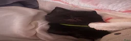 Domestic Shorthair cats for sale: black kittens - Advert 3