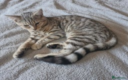Bengal cats for sale: Female Bengal x Maine Coon - Advert 2