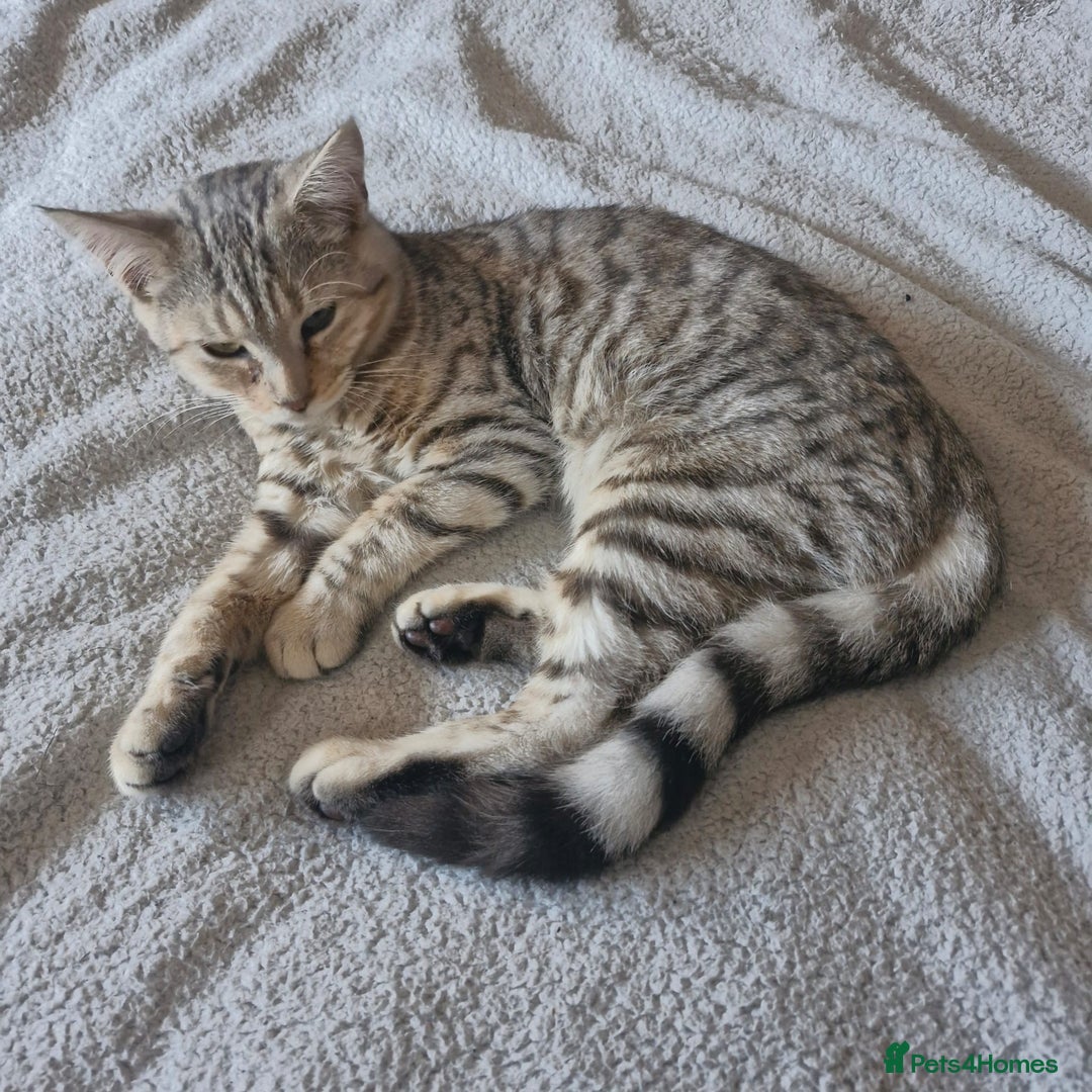 Bengal cats for sale: Female Bengal x Maine Coon - Advert 2