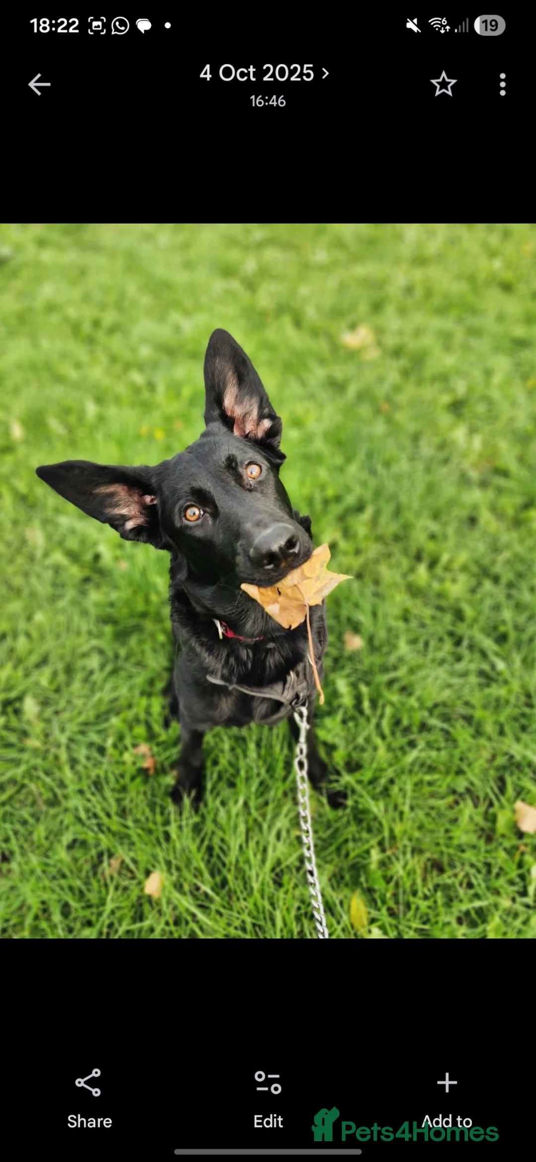 Mixed Breed dogs for sale: Big Loving Goofball - Advert 1