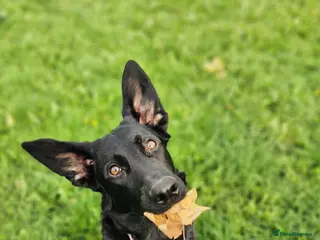 Mixed Breed dogs Big Loving Goofball - Advert 6