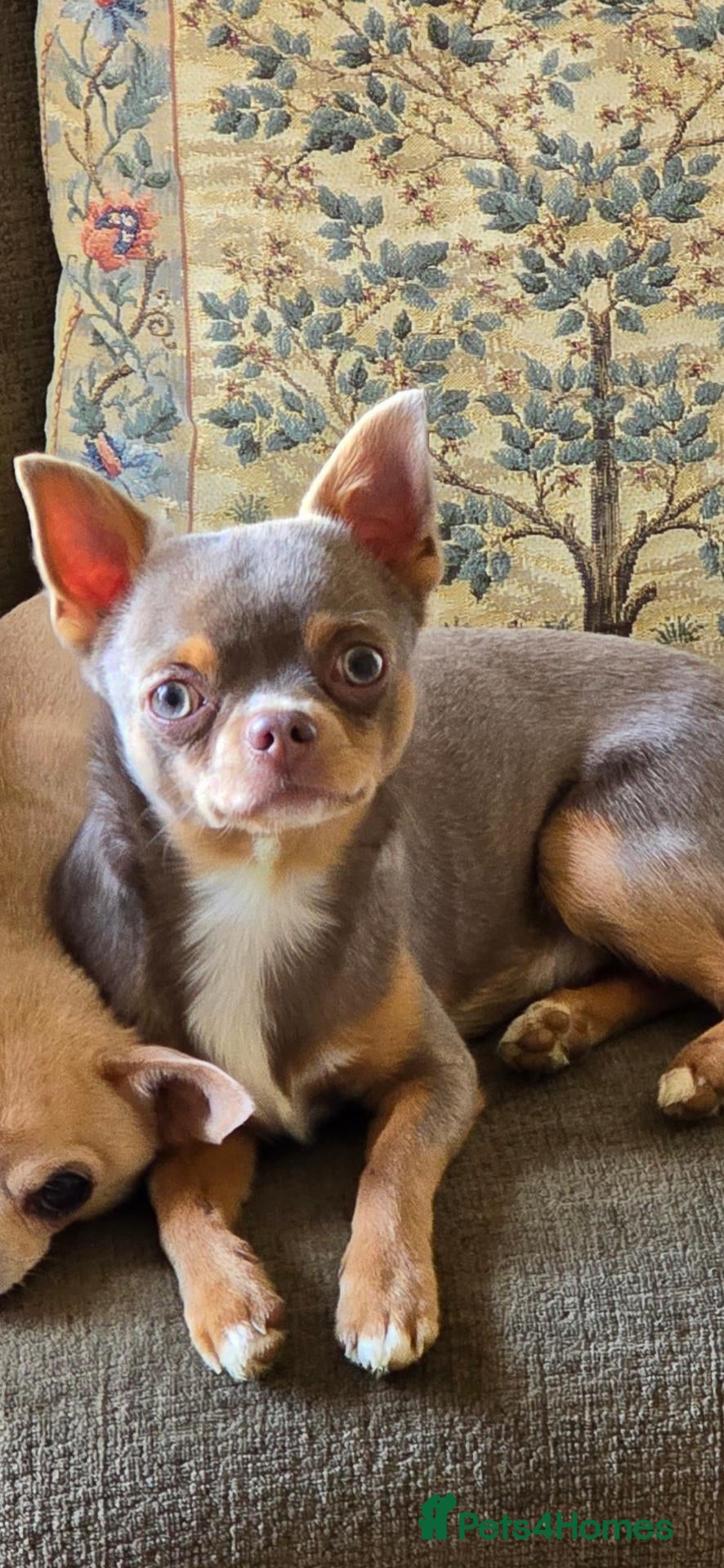 Chihuahua dogs Chihuhua Male  - Advert 1