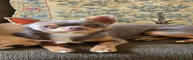 Chihuahua 1