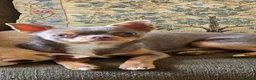 Chihuahua dogs for sale: Chihuhua Male  - Advert 1