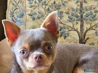 Chihuahua dogs Chihuhua Male - Advert 2