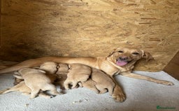 Labrador Retriever dogs for sale: KC Registered labradores ready to leave  - Image 15