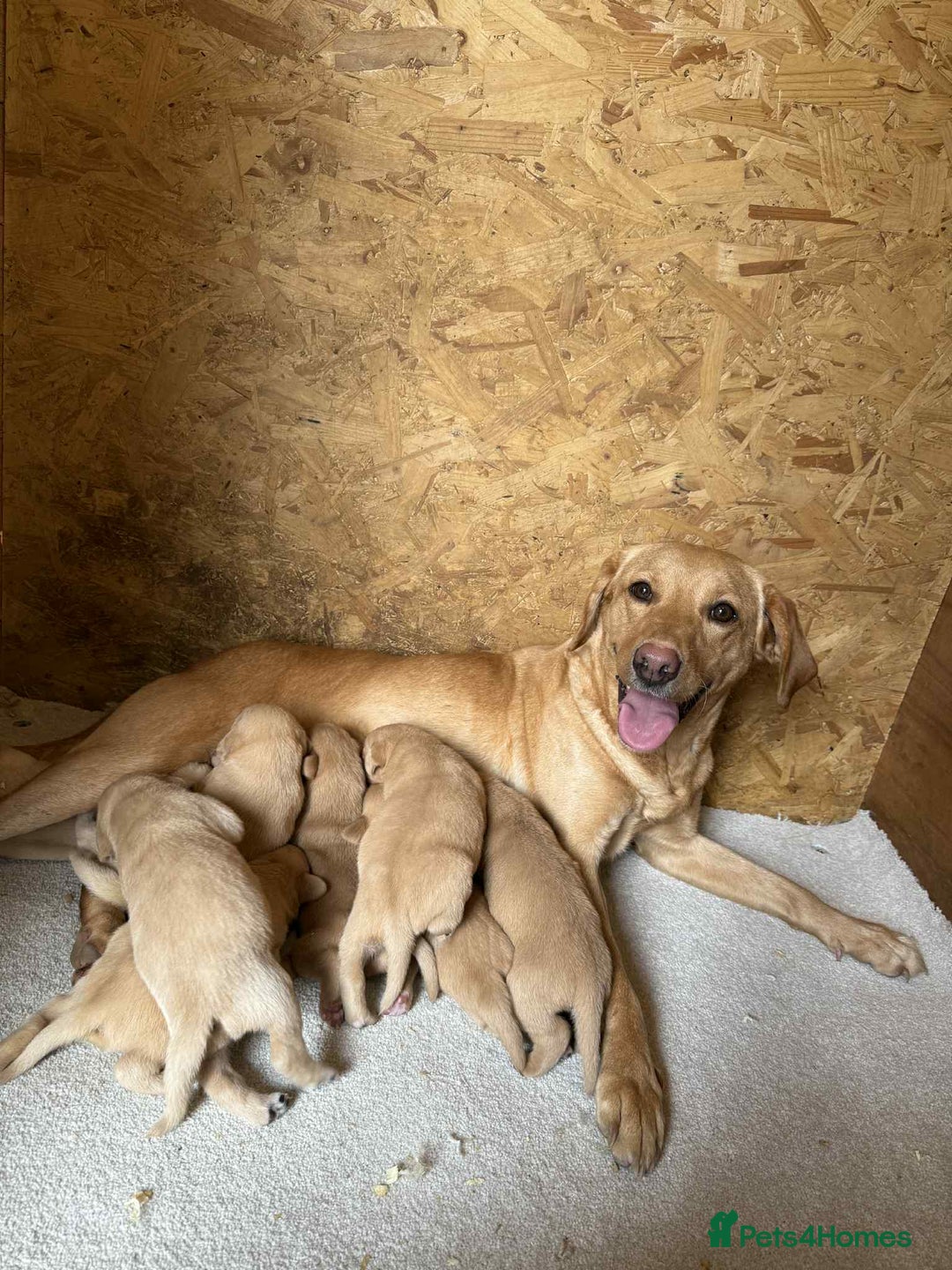 Labrador Retriever dogs for sale: KC Registered labradores ready to leave  - Image 15
