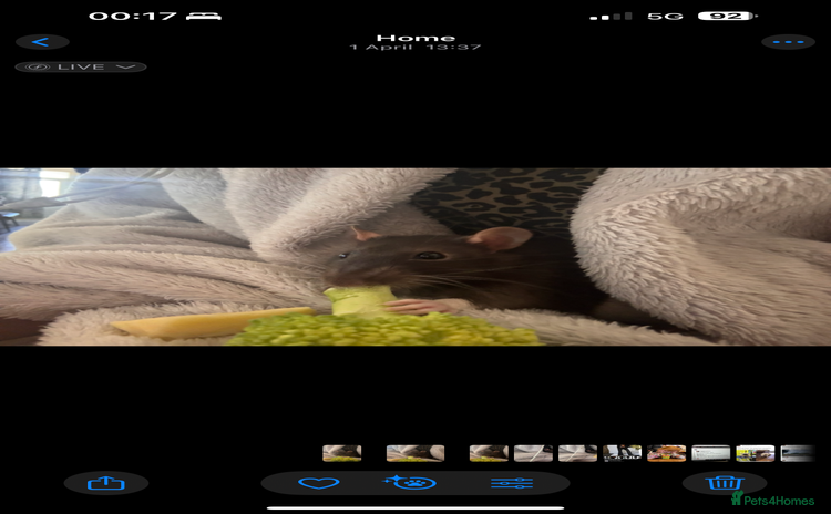 Rat rodents - Advert 10