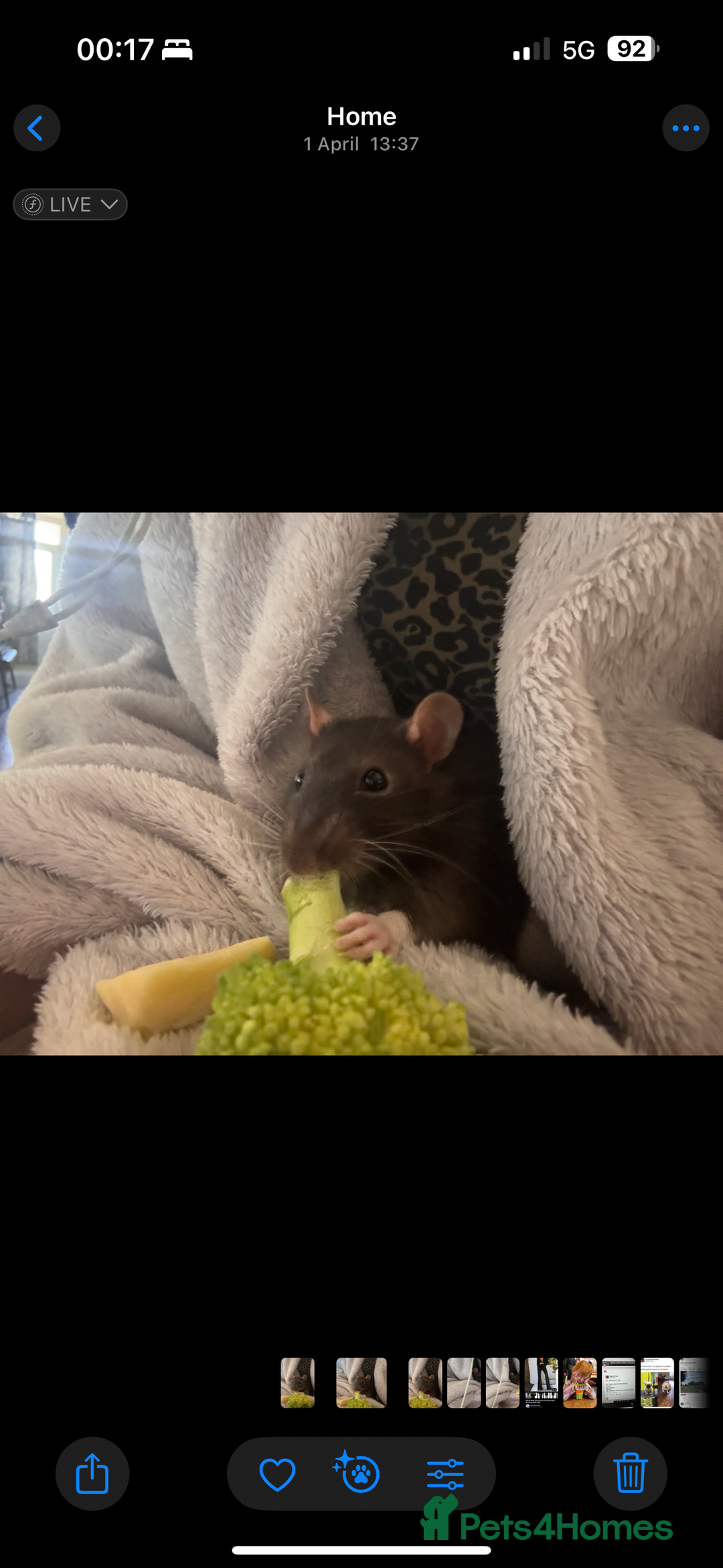 Rat rodents for sale: 2 Males Ratties (hooded) - Image 1