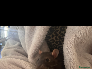 Rat rodents - Advert 8
