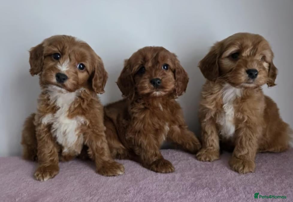 Cavapoo dogs cavapoo puppies - Advert 1