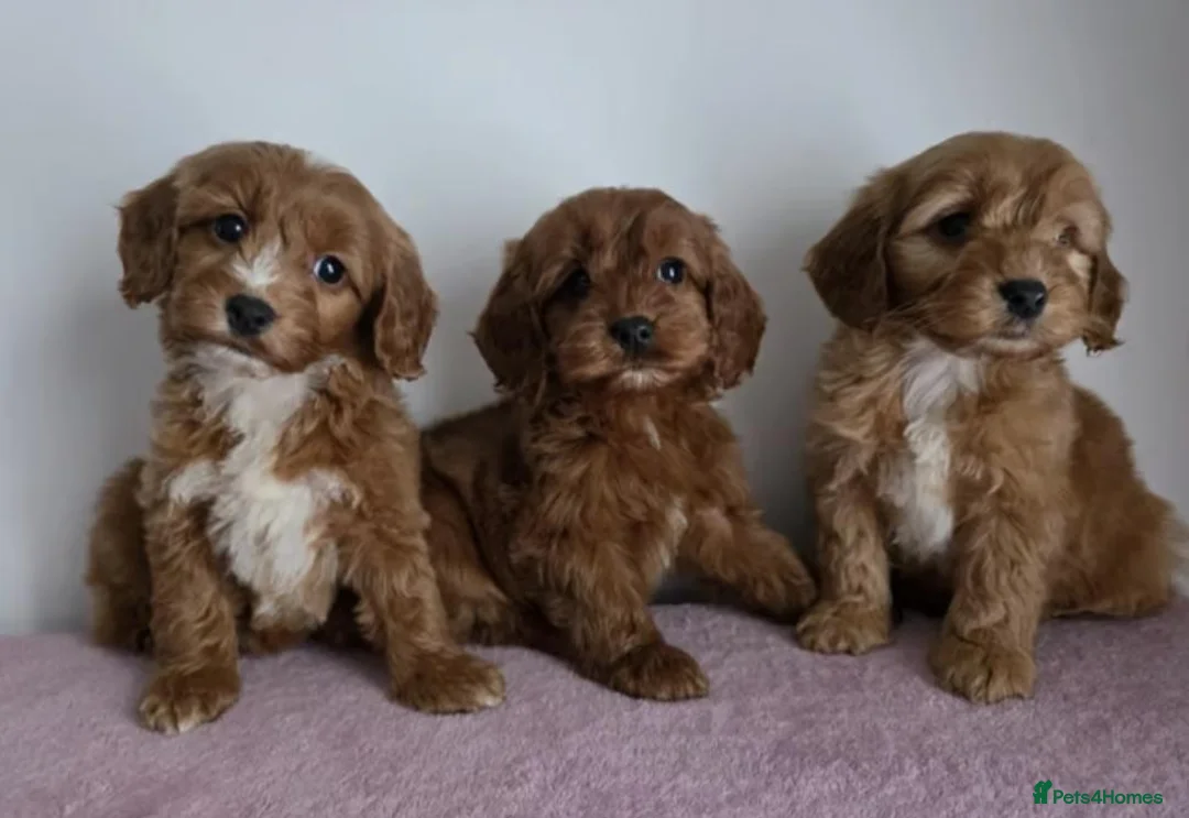 Cavapoo dogs for sale: cavapoo puppies - Advert 1