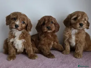 Cavapoo dogs cavapoo puppies - Advert 1