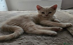 British Shorthair cats for sale: Last gorgeous boy left - Image 10