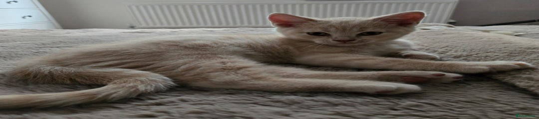 British Shorthair Kitten 1
