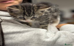 Mixed Breed cats for sale: Part Maine coon kitten  - Image 2