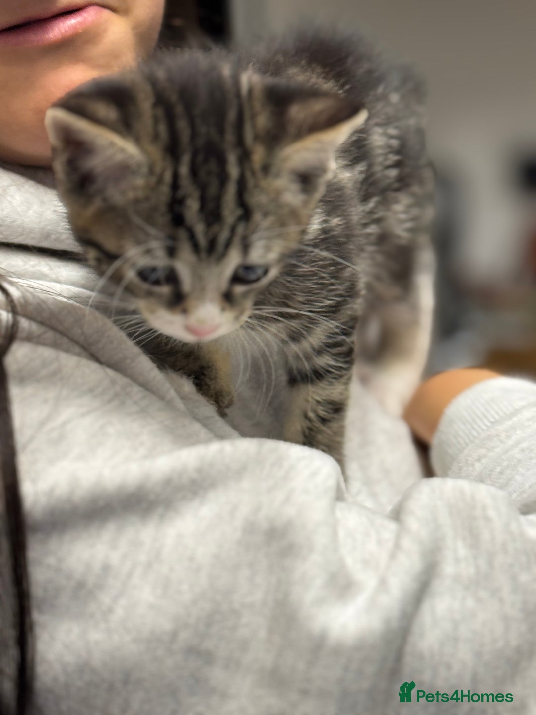 Mixed Breed cats for sale: Part Maine coon kitten  - Image 2