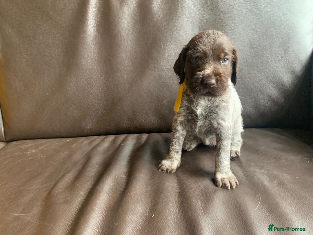 German Wirehaired Pointer dogs for sale: Pedigree GWP pups from strong working lines - Image 16