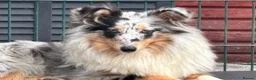 Shetland Sheepdog dogs for sale: Beautiful blue Merle girl Shetland sheepdog  - Advert 7