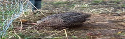 Quail poultry for sale: Male Breeding Quail - Advert 3